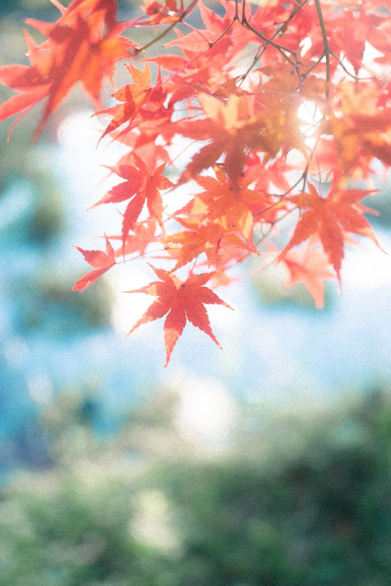 紡季｜tsumugi 書籍発売中 tweet media