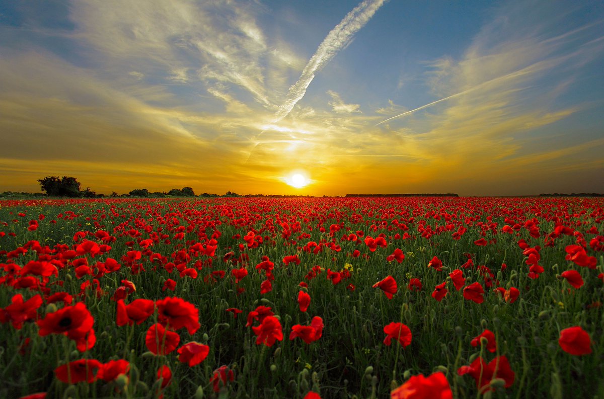 Today we remember all those who served and gave their lives to our country. 

Our colleagues in branches, and our head office, will observe a two-minute silence at 11am.

Lest We Forget
