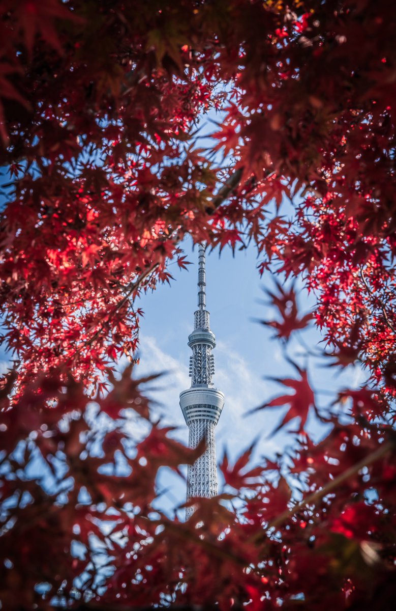 𝑇𝑎𝑘𝑢 tweet media