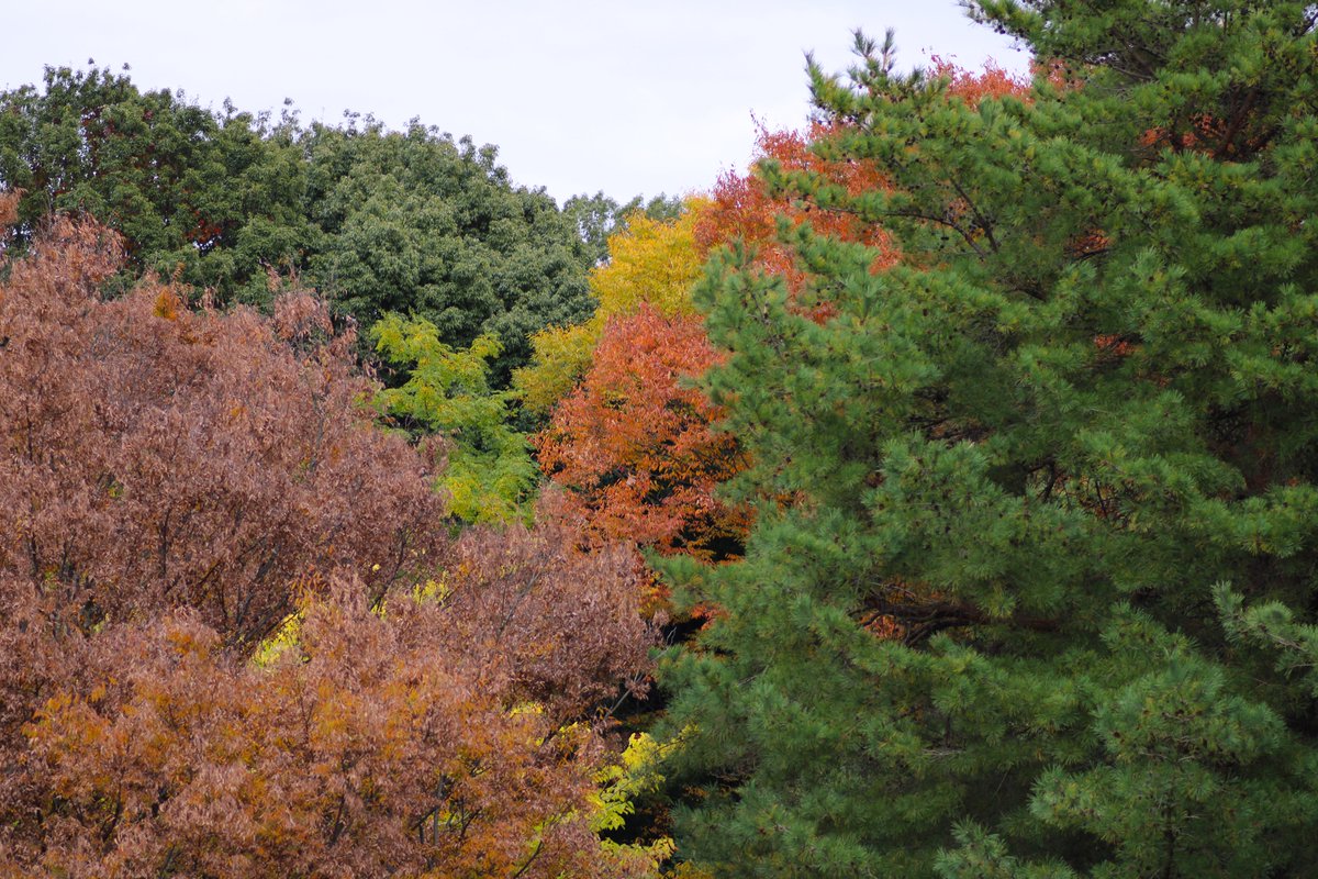 神代植物公園 【公式】 tweet media
