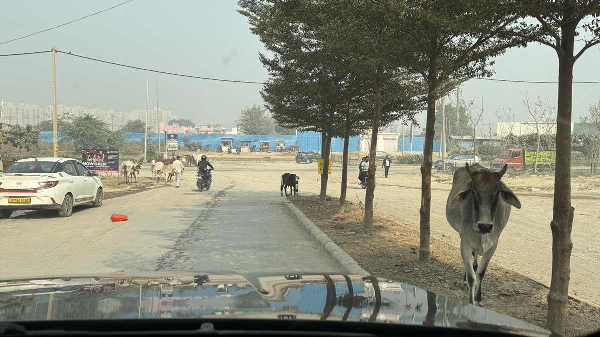 Cattle roaming on sector 79, Gurugram roads are causing daily accidents! 🚨
<a href="/MCManesar/">Municipal Corporation Manesar</a> must act — remove stray cows or penalise violators before more lives are lost.
#Gurugram #RoadSafety #CattleMenace

&amp; <a href="/DC_Gurugram/">DC Gurugram</a> <a href="/cmohry/">CMO Haryana</a>