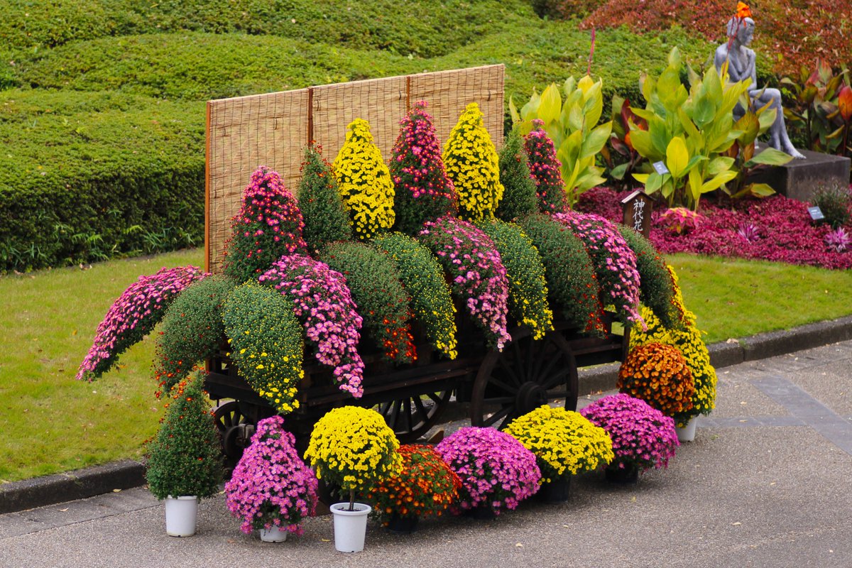 神代植物公園 【公式】 tweet media