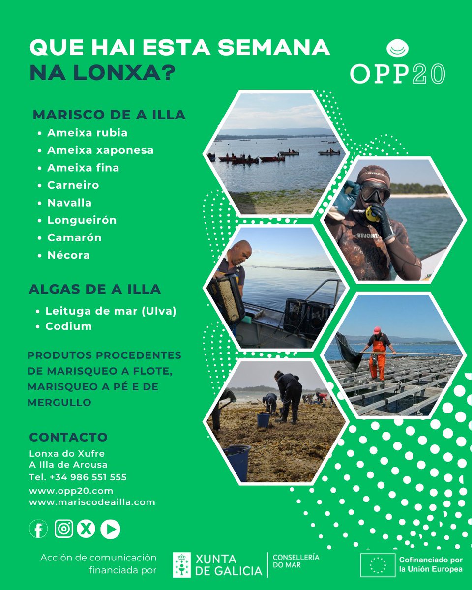 |OPP20TRAZABILIDADE
📍 Esta semana no Xufre:
🦪 Ameixa rubia, xaponesa e fina, carneiro, navalla, longueirón, camarón e nécora.
🌿 Leituga de mar e codium.
🌊 Produto fresco, local e sostible.
🔗 opp20.com

#MariscoDeaIlla #PescaSostible #ProdutoLocal #Trazabilidade