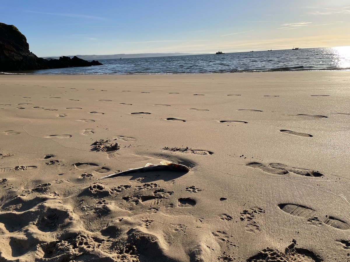 Early morning in April. Tenby. 
#TidesOutTuesday