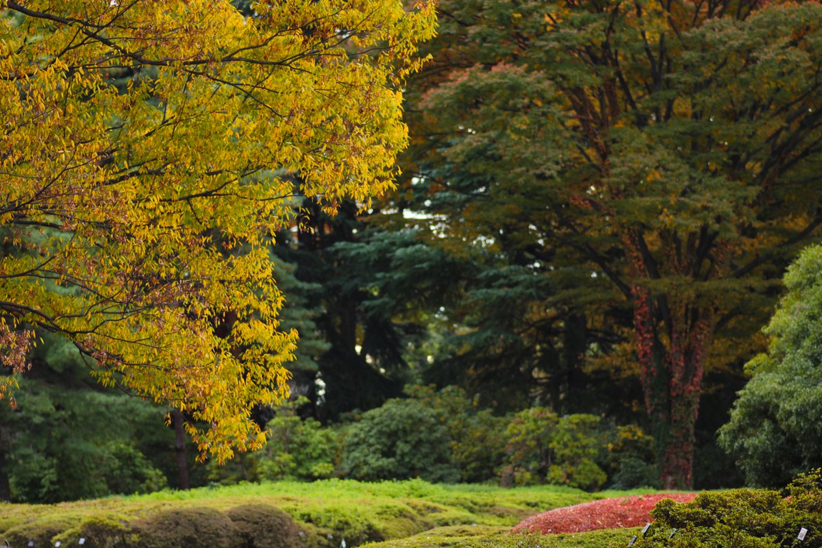 神代植物公園 【公式】 tweet media