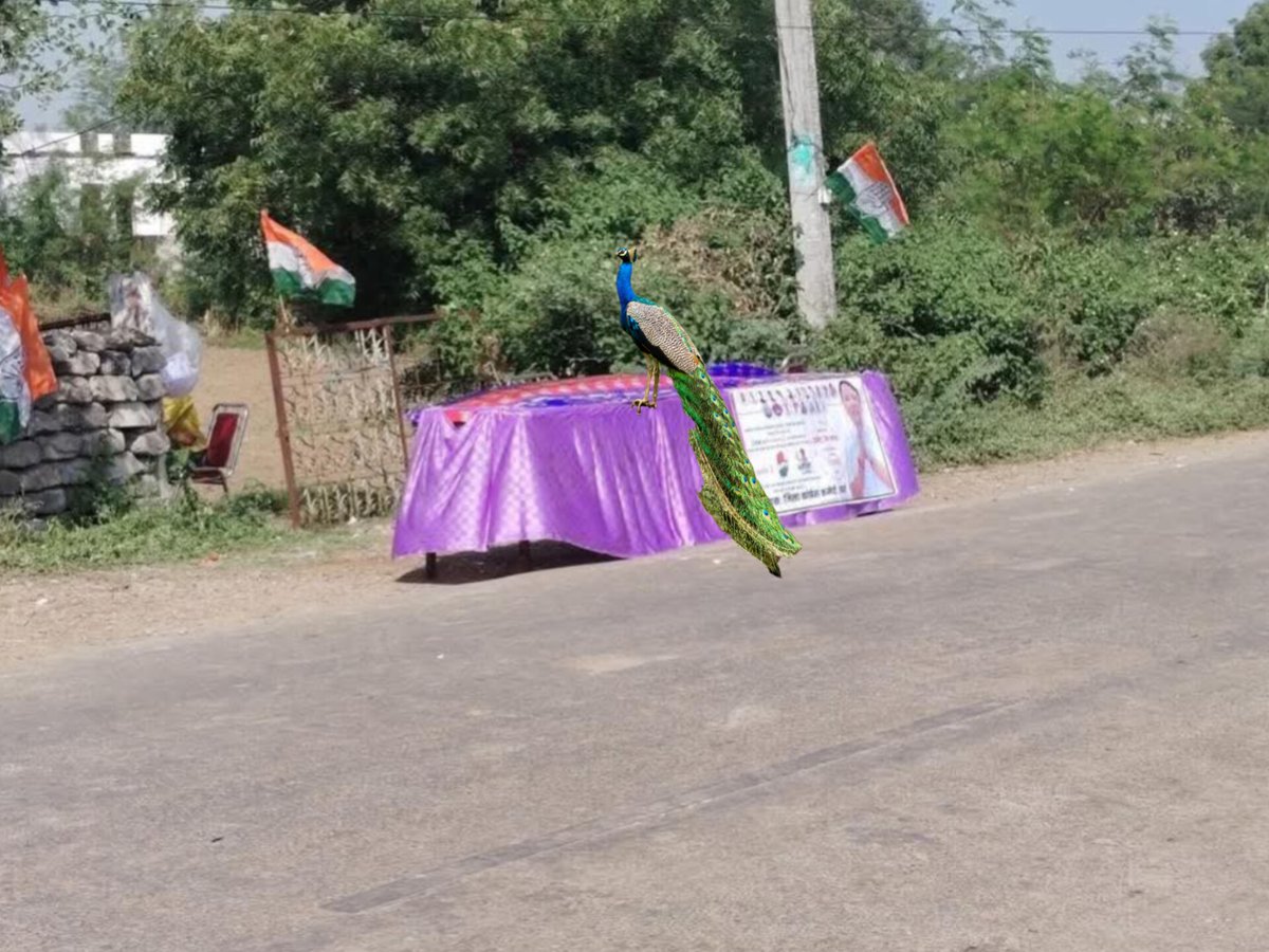 NekadiGanesh's tweet image. फोटो में मोर जोड़ने वाले को 21 तोपों की सलामी 🤣 
#अंता_उपचुनाव