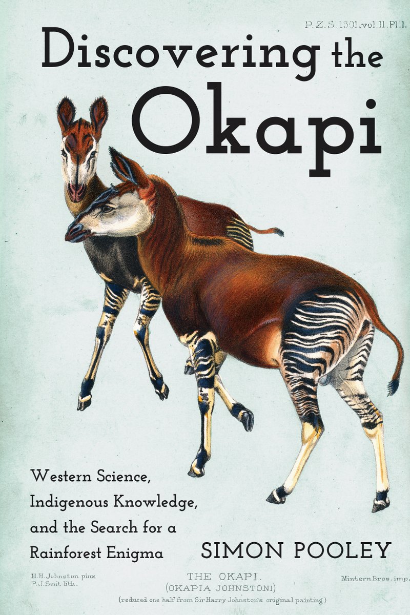 s_pooley's tweet image. A curious thing I share about #okapi is their long history with the U.S., esp. New York: @AMNH, @BronxZoo
@TheWCS. Lang&apos;s Congo trip, Gilman&apos;s philanthropy, #Warhol &amp;amp; Anne Eisner Putnam&apos;s art, &amp;amp; Madison Square Gardens where Mr G, the only circus okapi, died. Book published today