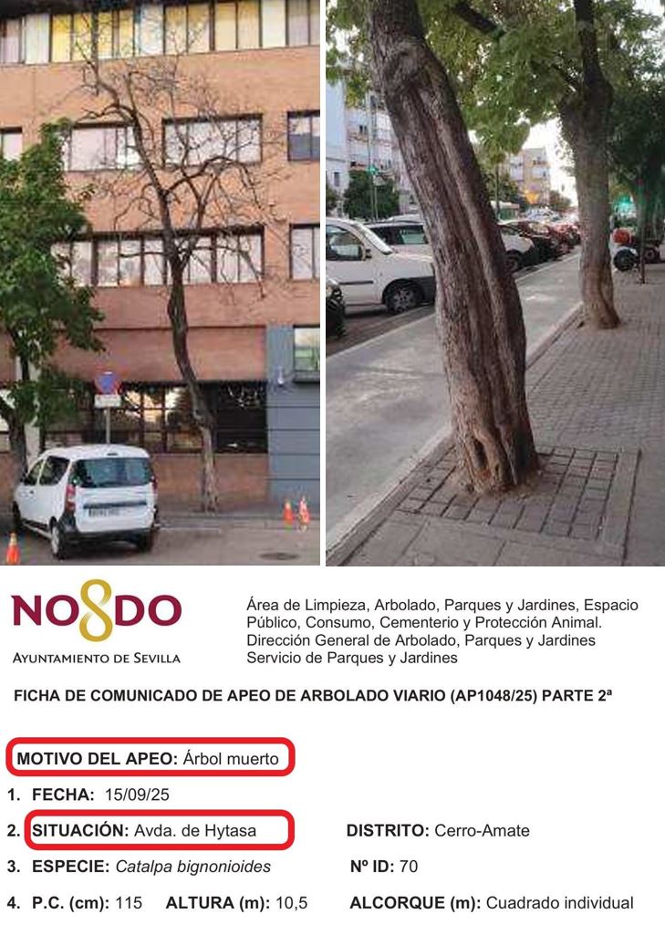 ActionsFFuture's tweet photo. @SOSterritorios @MariaLuisaPYJ @eveliarincon Aquí, las resinas sintéticas y #Tóxicas, derivados del #Petróleo, con las que @Ayto_Sevilla sella #Alcorques y coloca en #ParquesInfantiles.
En Av. de #Hytasa, #Árbol seco y talado por haber adoquinado su #Alcorque.
#GalaSevilla tendrá que volver a salir con cinceles y martillos. https://t.co/rHyRIndd8Q