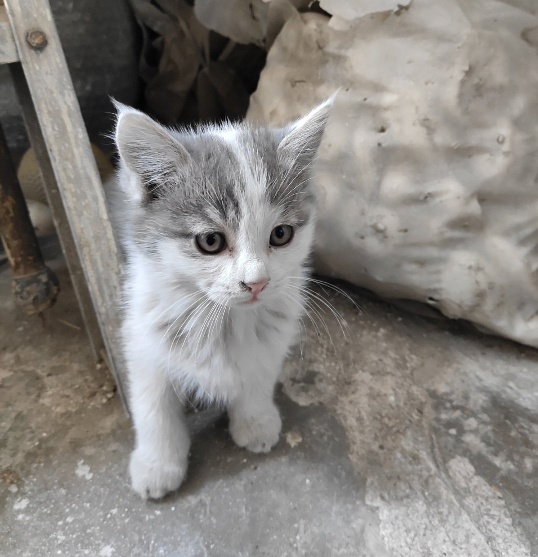 karbsim's tweet photo. مخاطب زیادی ندارم ولی امیدوارم این توییت دیده بشه.
برای این بچه ها دنبال سرپرستم که از دست همسایه حیوان آزار نجات پیدا کنن. 
حدودا دوماهشونه و شیر مادرشون رو خوردن و سالمن. دوتا پسر و یه دختر هستن.
فرصت زیادی ندارم تهدیدم کردن که تا امشب یه بلایی سرشون میارن😭
لطفا کمکمون کنید https://t.co/ESjDI7IaBf