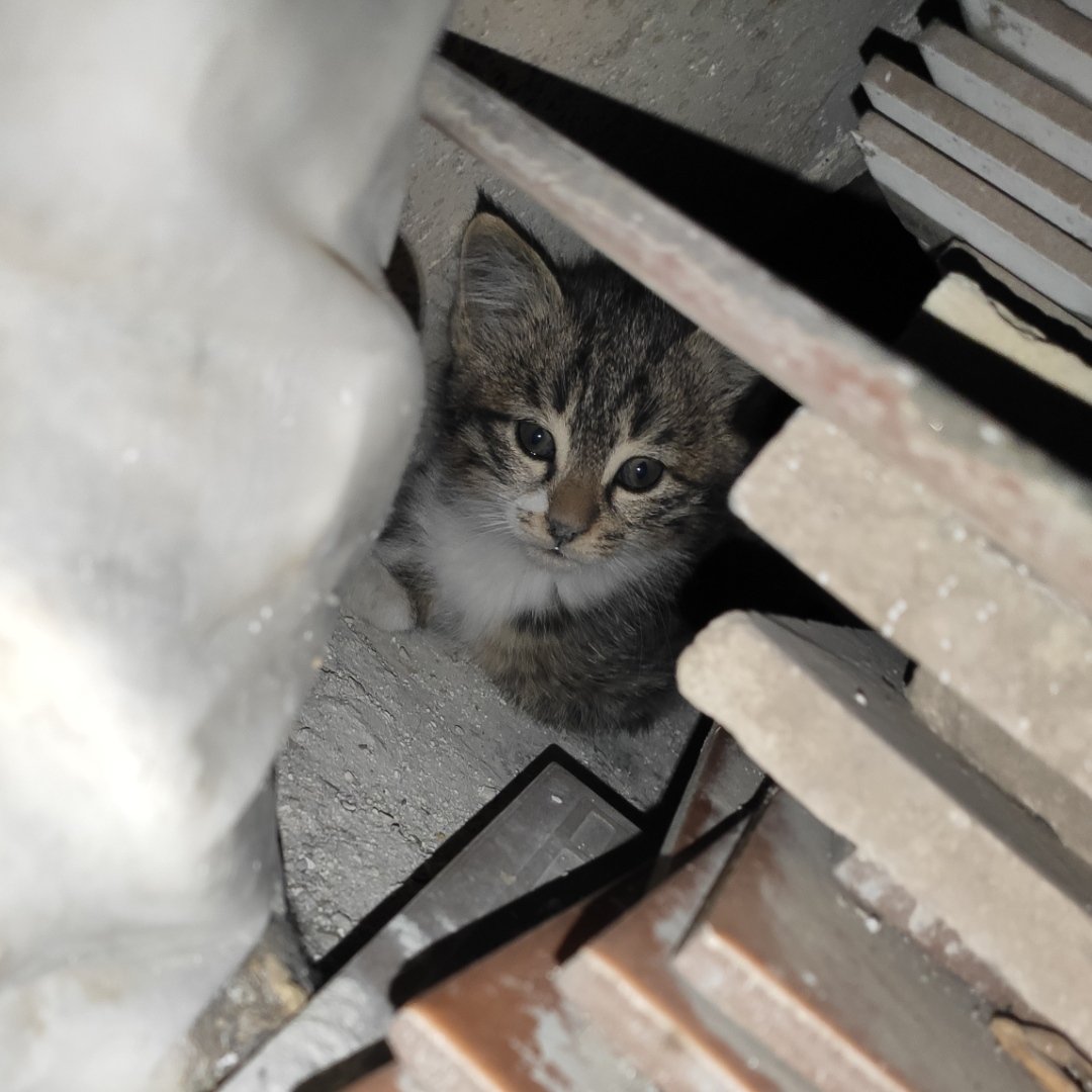 مخاطب زیادی ندارم ولی امیدوارم این توییت دیده بشه.
برای این بچه ها دنبال سرپرستم که از دست همسایه حیوان آزار نجات پیدا کنن. 
حدودا دوماهشونه و شیر مادرشون رو خوردن و سالمن. دوتا پسر و یه دختر هستن.
فرصت زیادی ندارم تهدیدم کردن که تا امشب یه بلایی سرشون میارن😭
لطفا کمکمون کنید