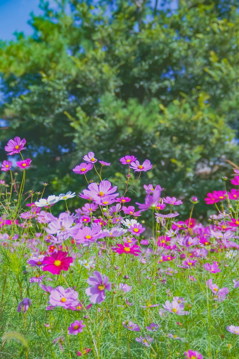カズポットⅡ on X