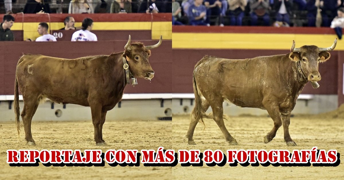 ⭕️👌🏻🤘🏻✍🏻 Reportaje de la Final de la Liga de las Anillas All-Stars con más de 80 fotografías.

📸 Óscar Hernández

▶️ festejospopulares.net/reportajes/202…

#LIGADELASANILLAS