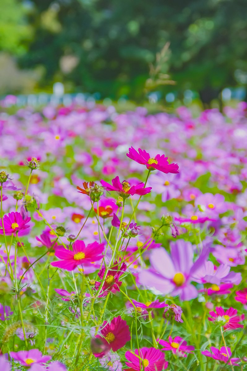 カズポットⅡ on X