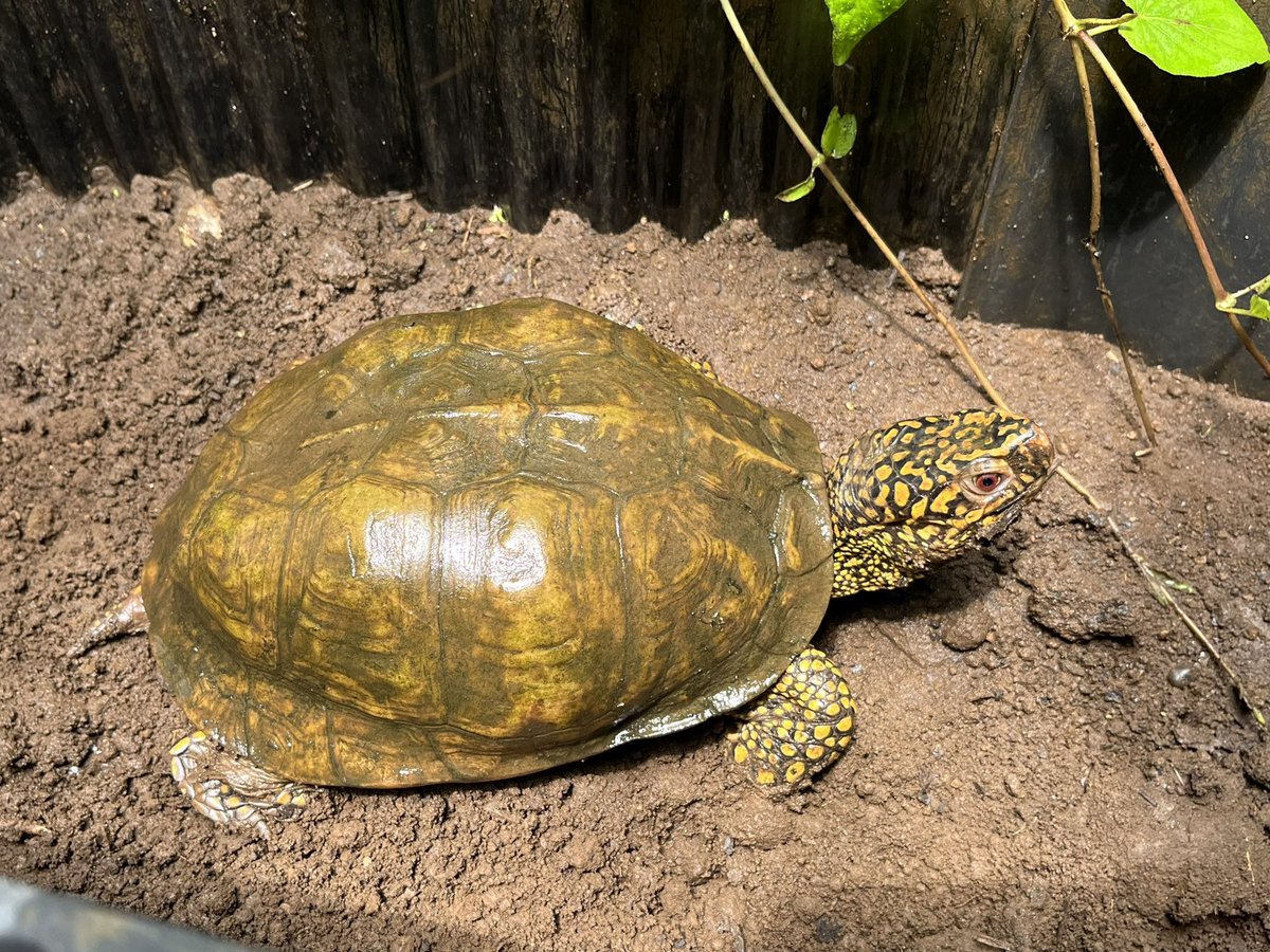 菊紋かめ TOM on X