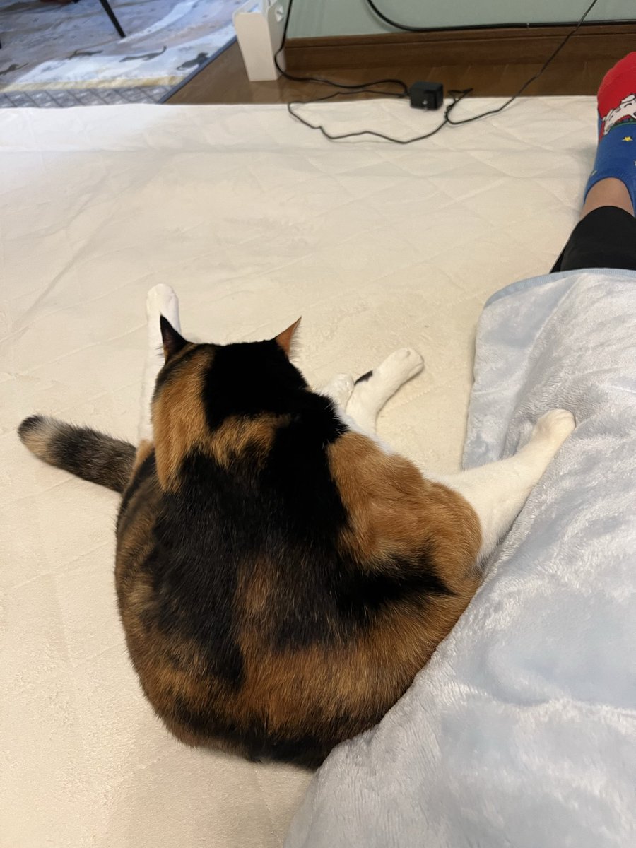 三毛猫♡ 三毛猫はなこ (@hanako20180721) / Posts / X