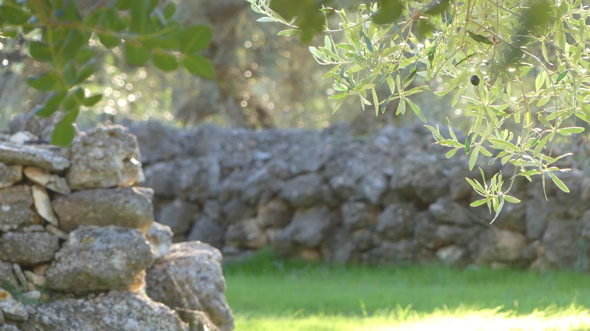 JessicaAlolivar's tweet image. God sees what others don’t , the quiet good, the love that keeps going, the faith that stays steady. 🌿
Read the full whisper: alolivar.com/susurros-al-ol…

#WhispersFromTheOliveGrove #DailyReflection #Wisdom2 #Psalm34 #Luke17