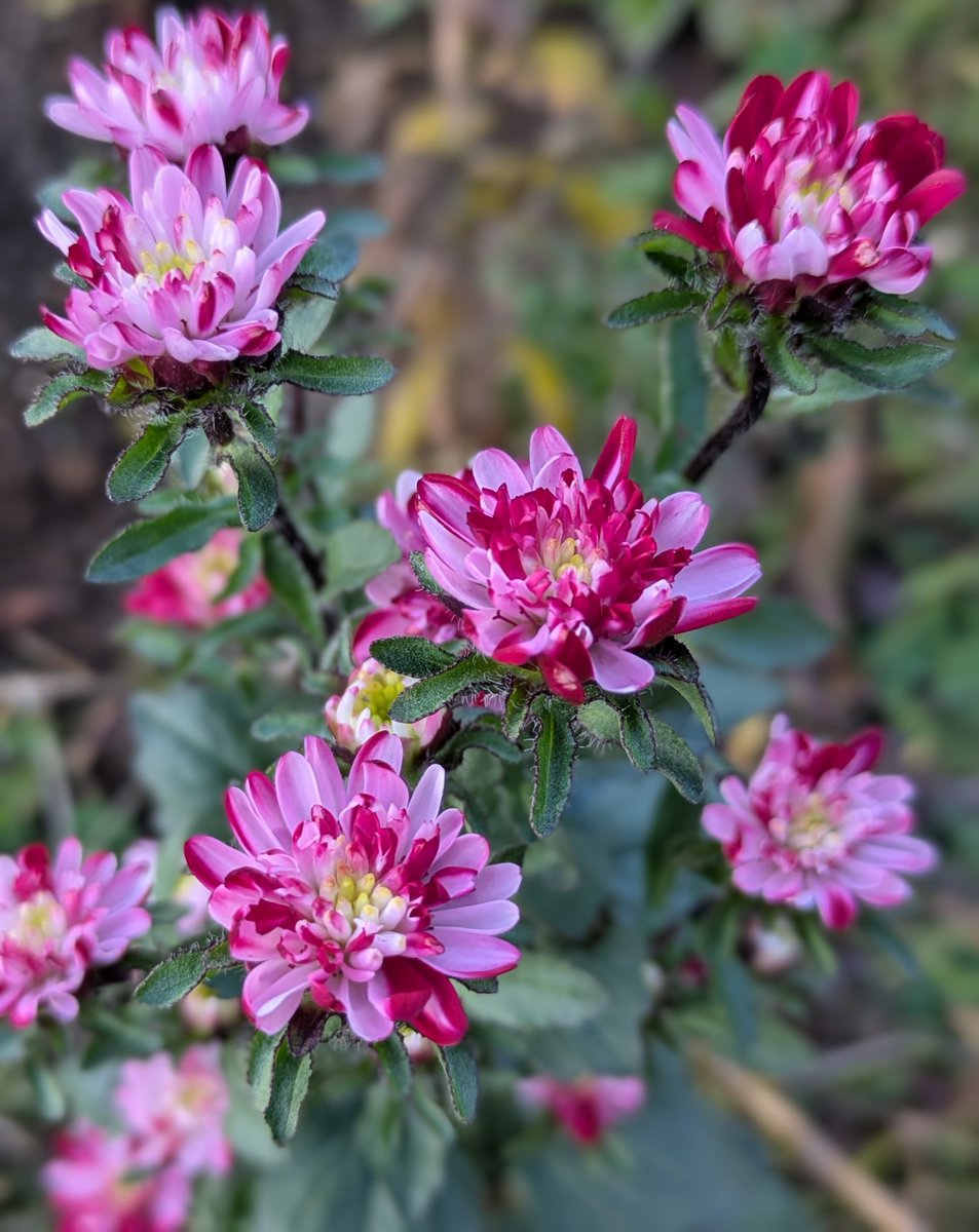 かえは (@j5FTNd42bUc1k3D) / Posts / X