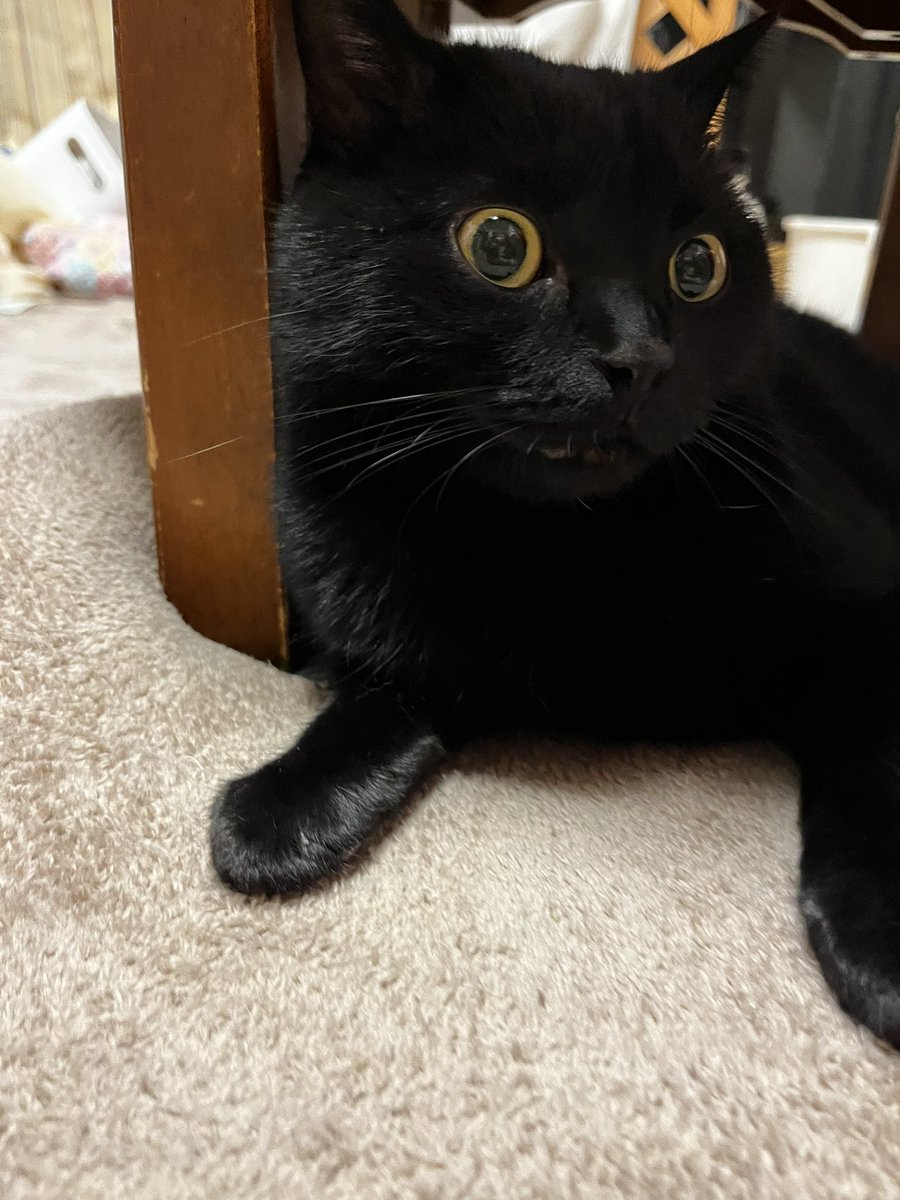 くろねこ鍾馗 on X