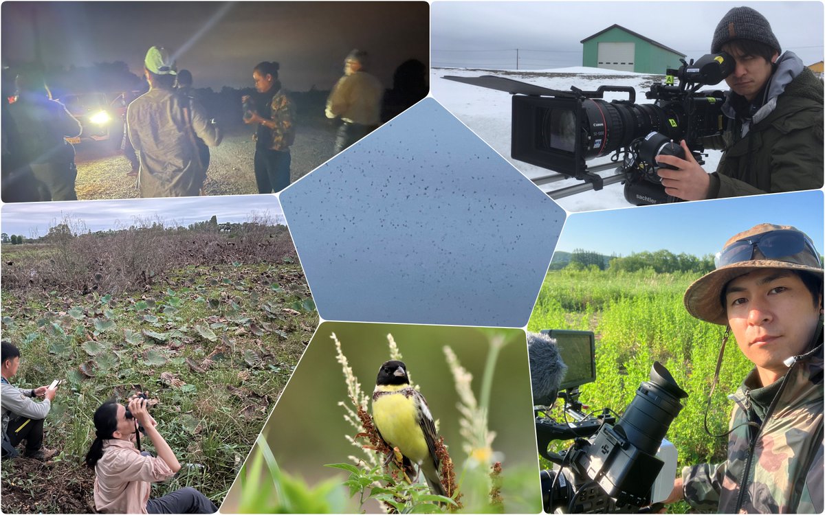 BirdResearch's tweet photo. 「絶滅の危機に瀕しているシマアオジ　彼らのいる景色を取り戻したい」READYFORで実施しているクラウドファンディング。越冬地のシマアオジの記録のために、ビデオクルーをタイの調査地に派遣します。会員の下村礼介さんにご協力いただきます。
https://t.co/q3Vtk2DNk3
寄付募集はあと１週間 https://t.co/YNwNkgr19N