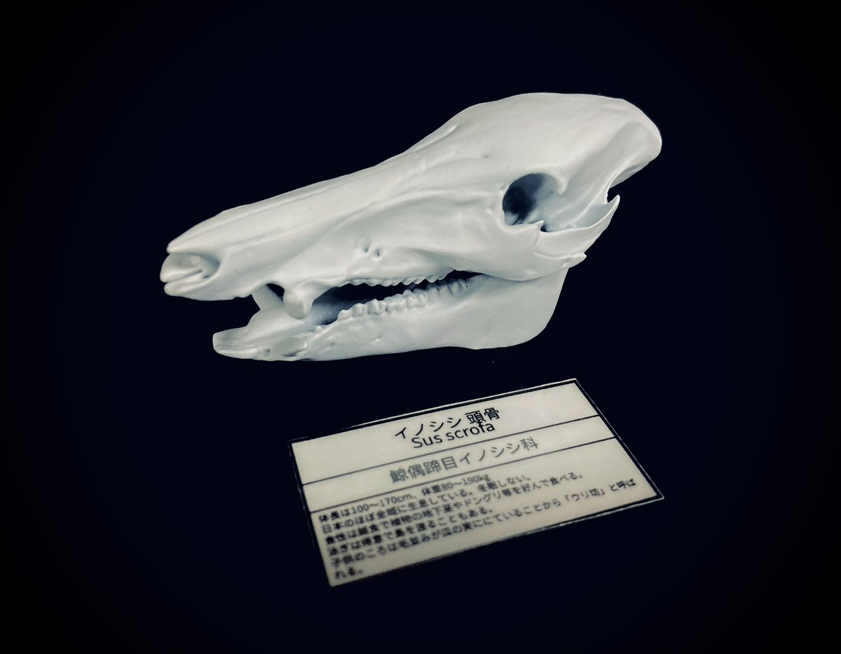先日 THE STUDY ROOM様にお伺いさせていただいた際に新しく資料用にお迎えしました 
イノシシ頭骨の模型です
(こちらは上野店様にて)

少しずつabst.の骨系を充実させるために…！
上野店様では虫も貝も鉱物も取り扱われていたので、資料としても素材としても欲しいものが沢山ありました…！
