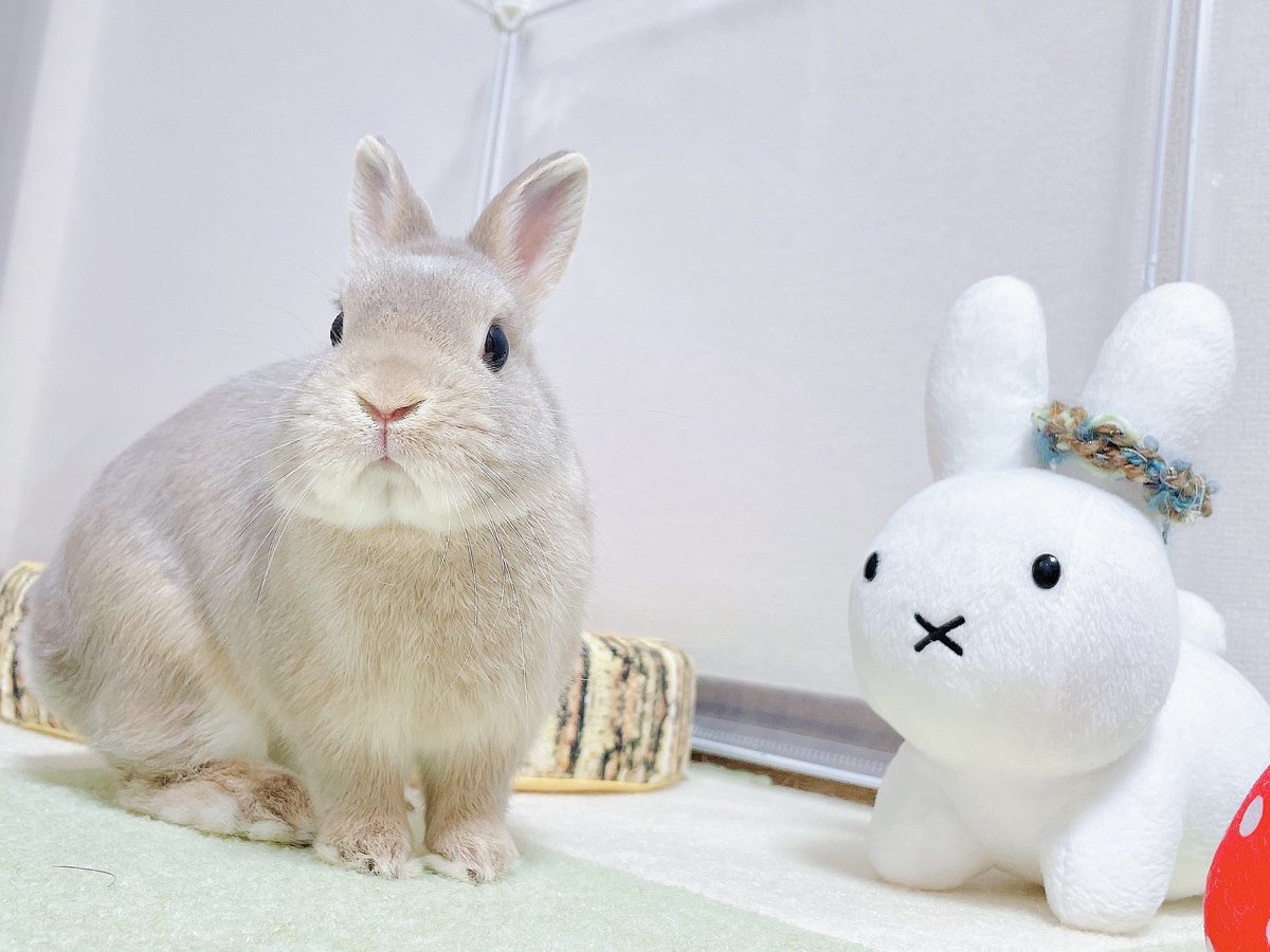 うさぎりんページ りんちゃんꪔ̤̱ on X