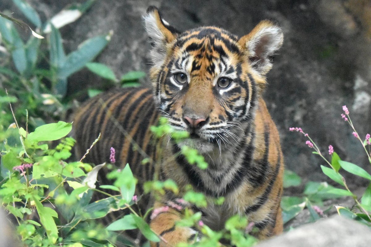 さっちゃん on X