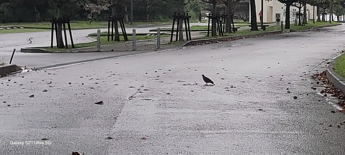 昨日運んだキジバトは
あのあと吐血して、亡くなったらしい
解剖結果は左側から強い衝撃
事故だったと教えてもらいました
ありがとうございました🙇

ツガイの相方が心配してずっと側にいたようです

行政は、自然のものだから元の場所へ返せという。