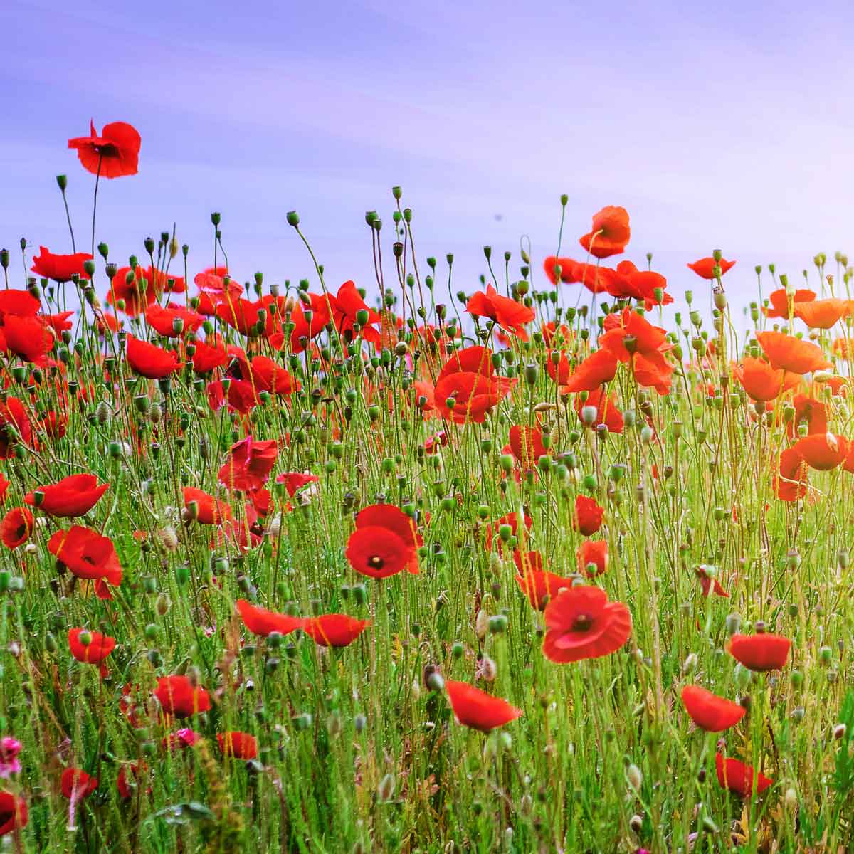 Today we pause to remember. To honour the courage, sacrifice and service of those who gave everything. We will never forget. #RemembranceDay #LestWeForget #MOfficeSupplies