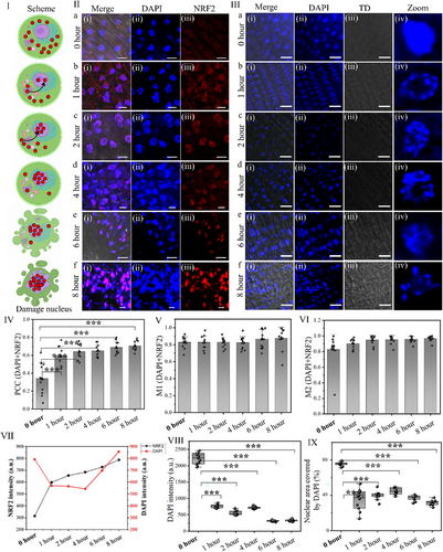ckn_lab_IIT's tweet photo. Thrilled to share our latest article titled "A hierarchical cascade of organellar silencing and their regeneration under anaesthetic stress in plants." got published in Advanced Biology . Congratulations to
Shilpa Chandra, Sakshi, Bodhidipra and Abdul .
https://t.co/pEALK9TS4S https://t.co/qAvEnAiIKs