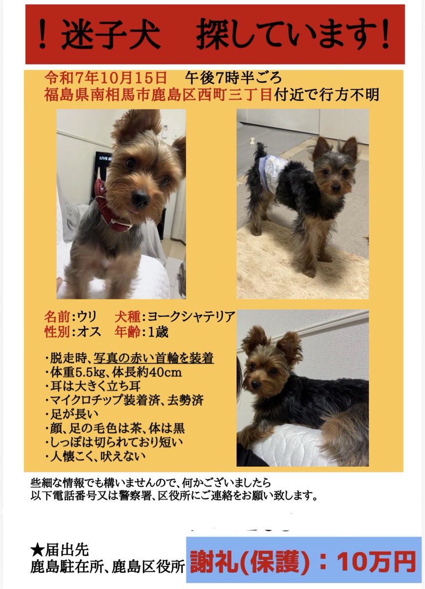 南相馬市鹿島区で迷子犬を探しています！ tweet media