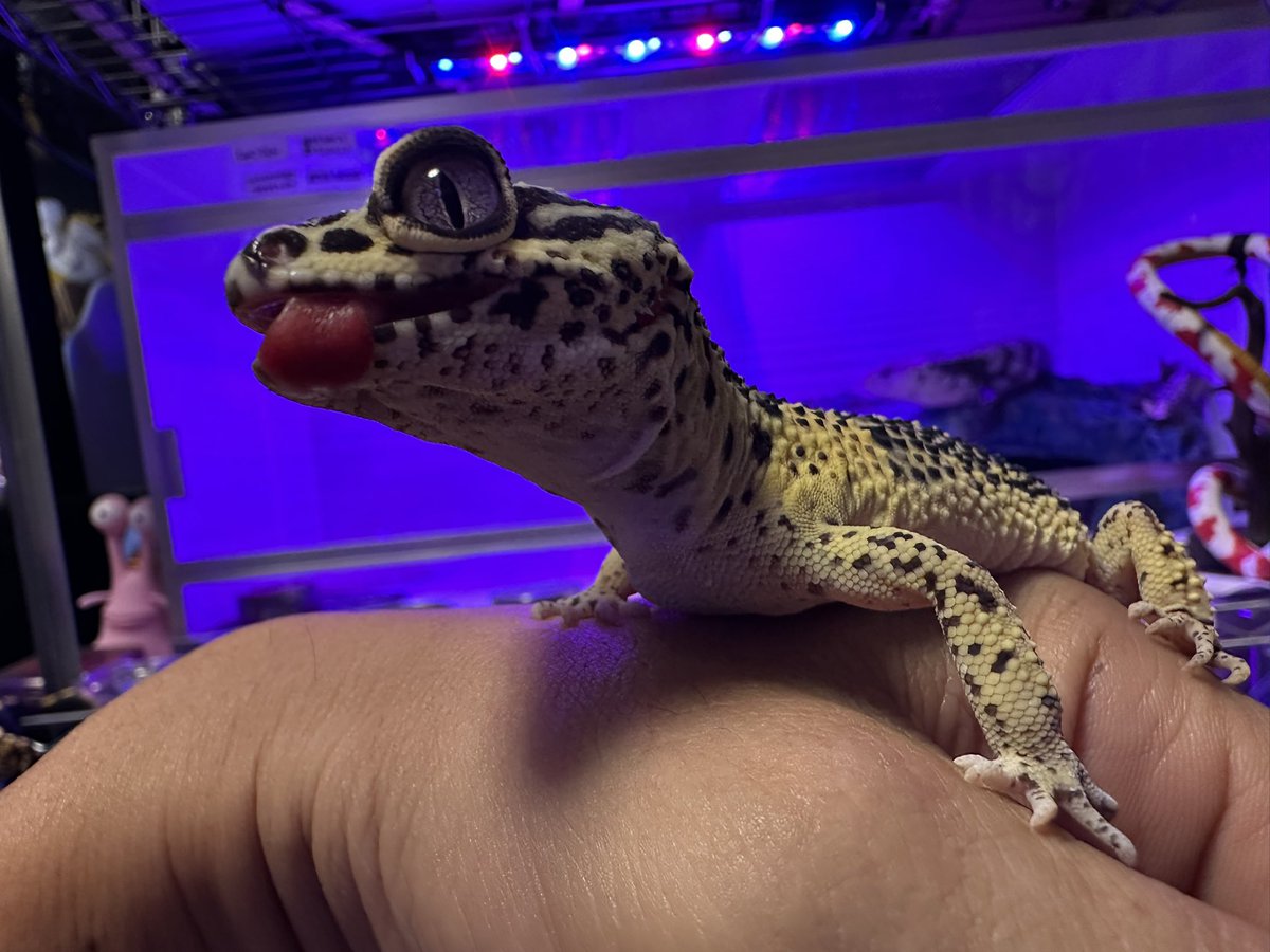 麻生絵夢ページ 麻生絵夢 on X