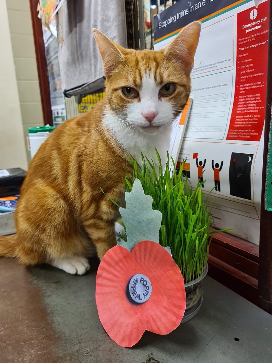 George The Stourbridge Junction Station Cat tweet media