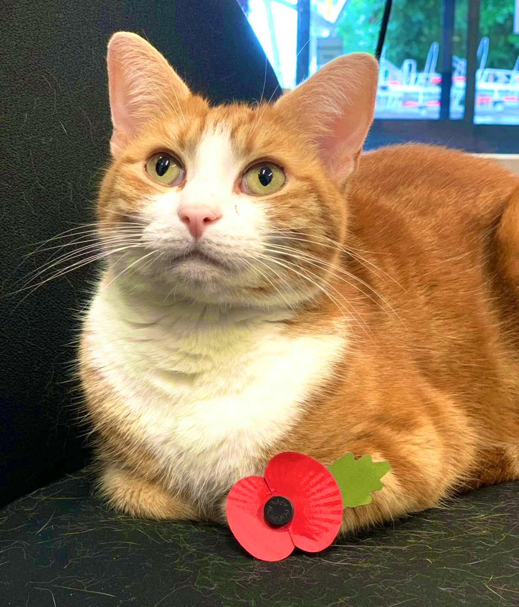 George The Stourbridge Junction Station Cat tweet media
