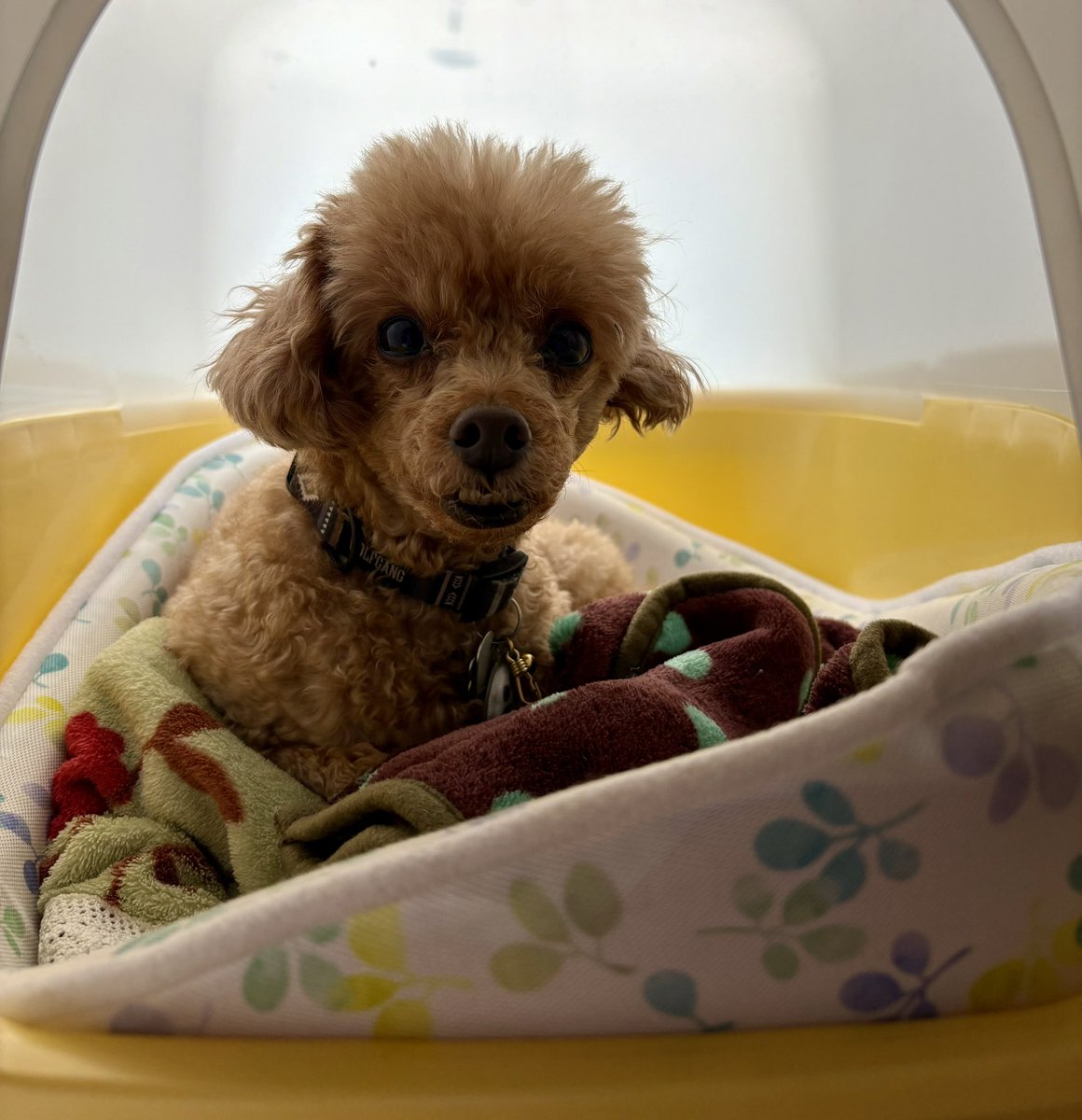こんばんはー

寒くて アロが 居る場所が変わってきた

お試し中のご飯
チキンとポークは 完食してくれるようになった 💩くんも良い感じ
フィッシュは全く食べない💦
ジビエは半分かなぁ
 #ココグルメ

ちょっとお高いけど 食べてくれないより良い(≧∇≦)b