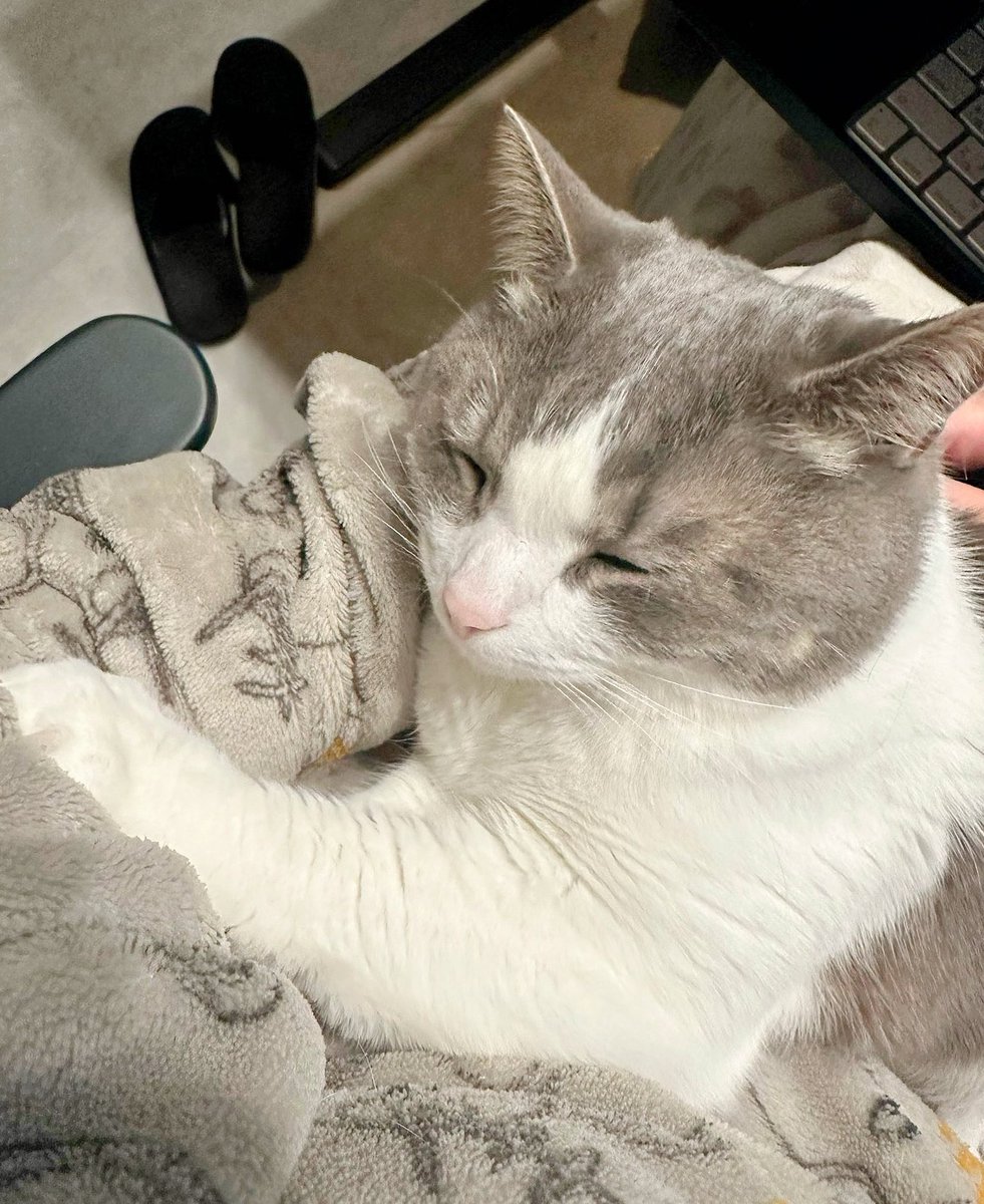 nekochaniru's tweet photo. 腕の中でぬくぬくあったかぷくちゃん🥺💕 https://t.co/BQZiVFtUj0