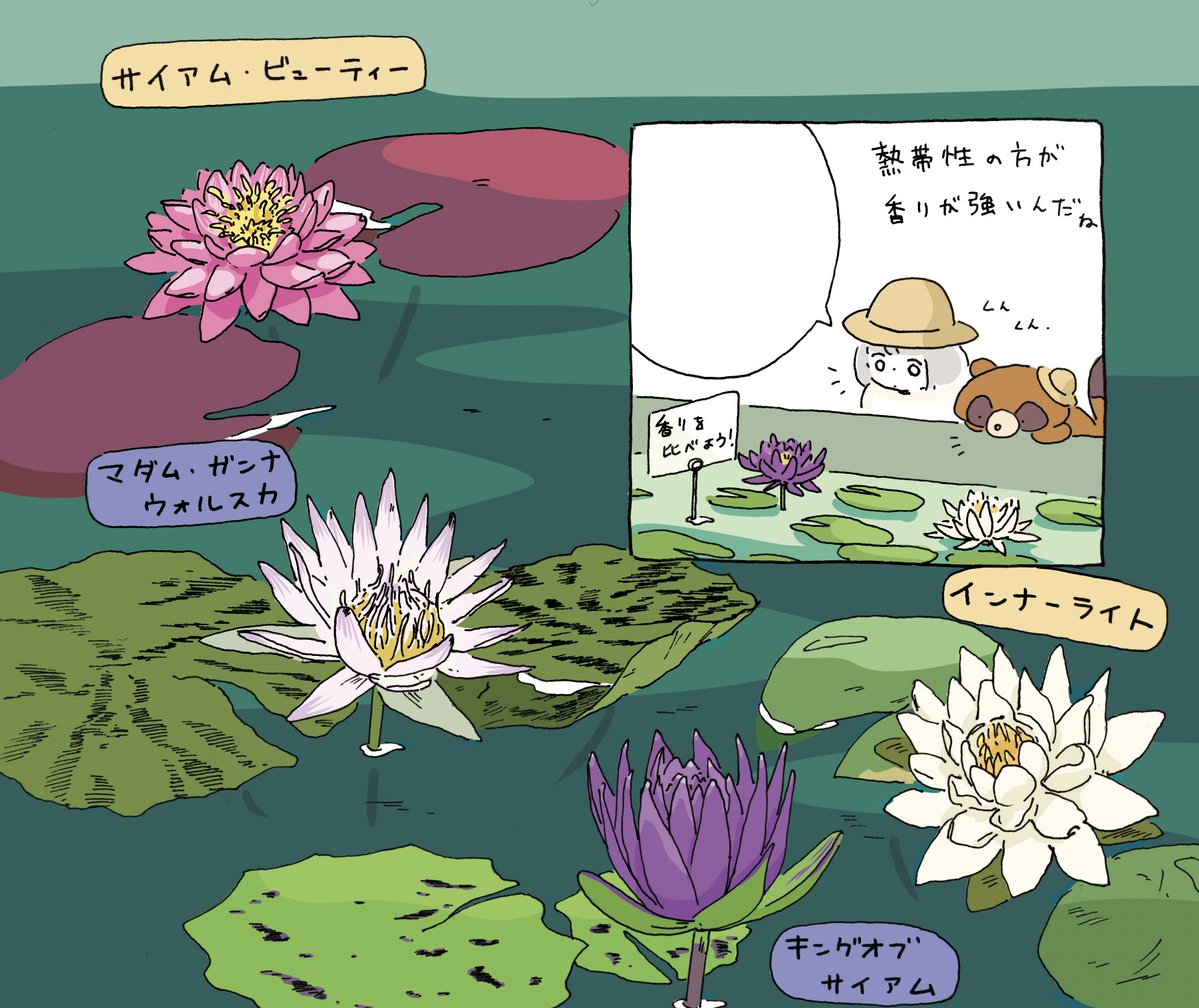 今週末、新しい本の！お知らせします！