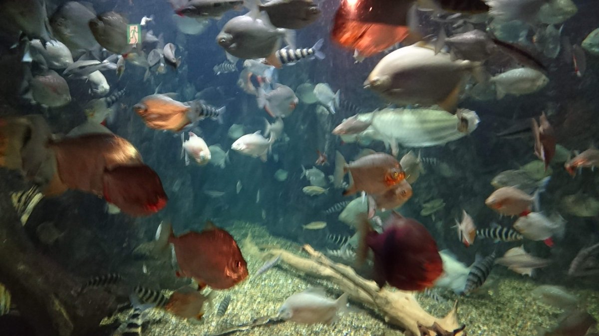 tree_like_khs's tweet image. どっかで見たことある水槽だな

#バカと行く水族館