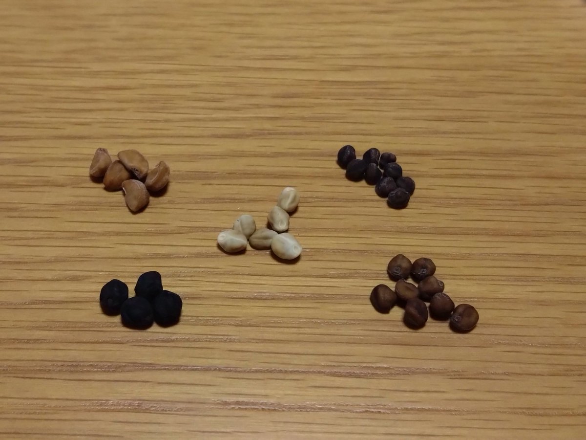 朝顔の種
様々な色があります
＃変化朝顔