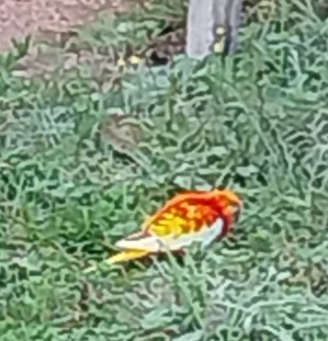 11.11.25 Signalée : une perruche à Albi (Renaudié). Pour localisation précise, contact : facebook.com/riquelme.danie… #Tarn