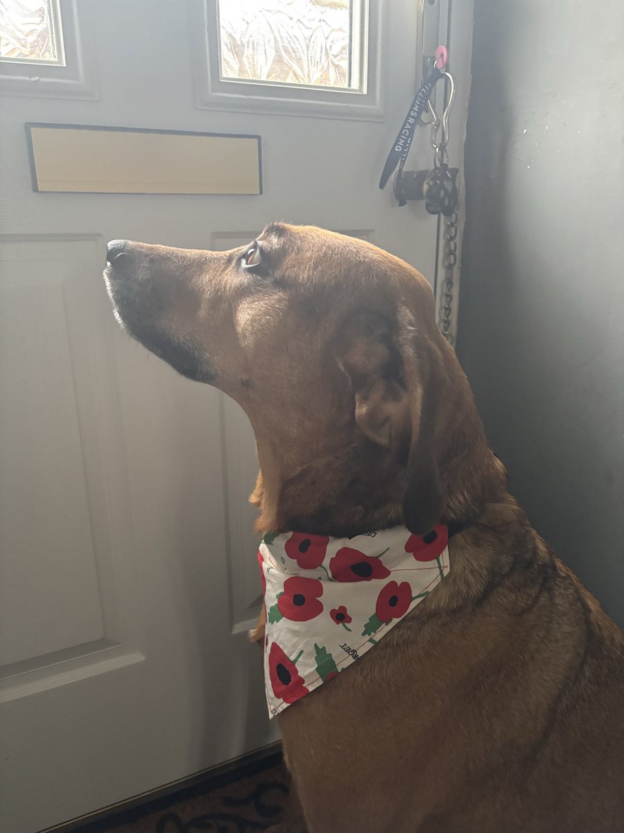 Riley wearing his poppy ❤️❤️