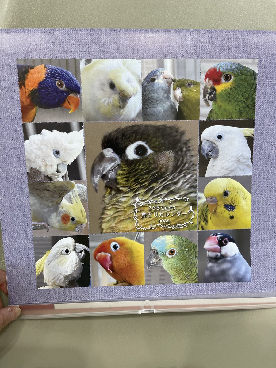 SBCforDisaster's tweet photo. 当院患者さまへの平和なお知らせです。
『鳥どりカレンダー2026 』入荷しました！
販売利益は全てNPO法人TSUBASAに寄付されます。当院では発送はしておりませんので、発送ご希望の方は楽天市場のCAP！様よりご購入下さい。 https://t.co/VKfBGhZWUa