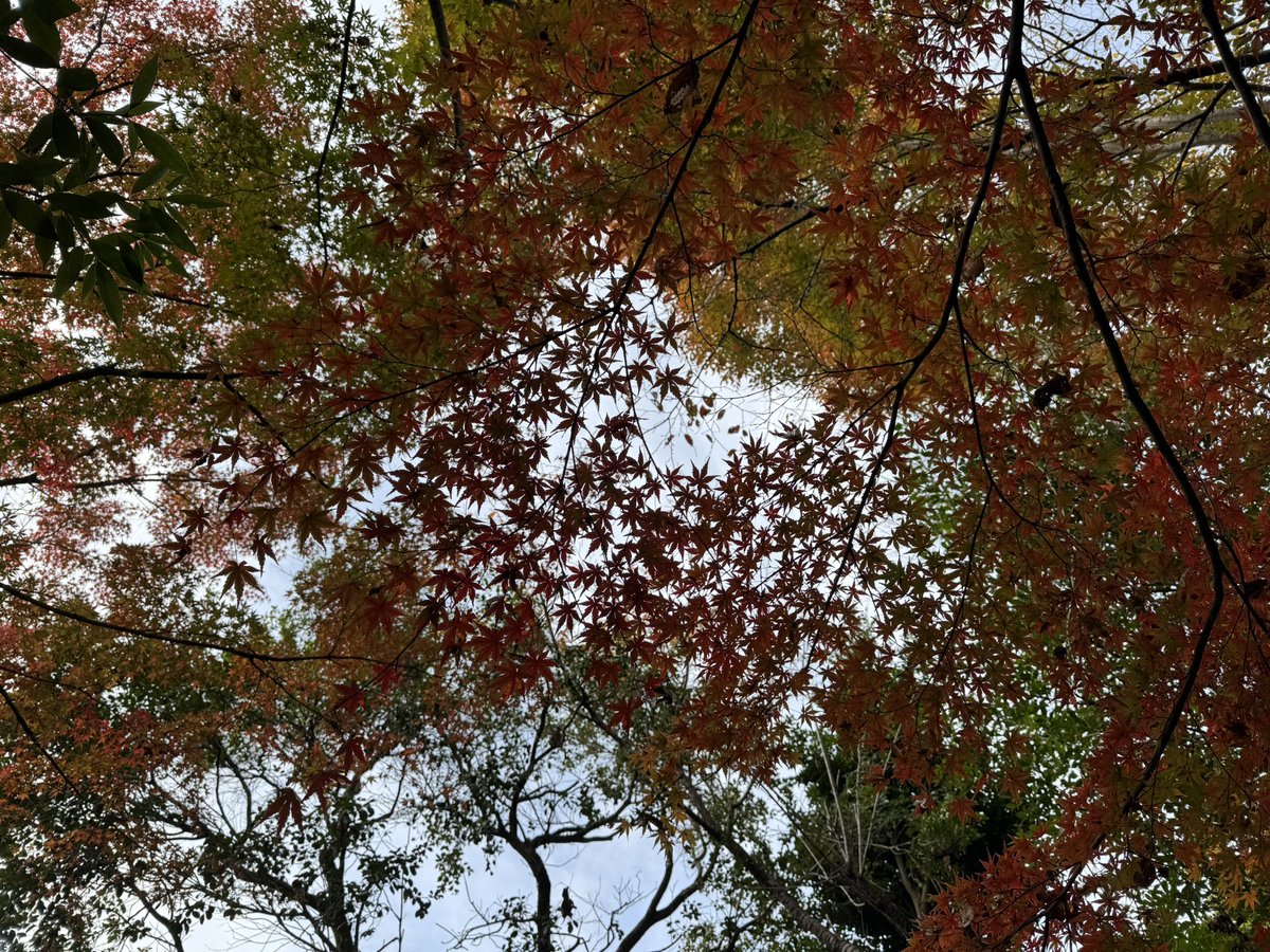 ねこっこページ ねこっこ (@nekokkoooo) / Posts / X