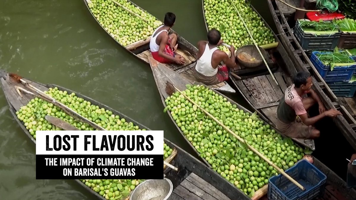 BRACworld's tweet image. Barisal’s guavas were once prized across Bangladesh for their sweetness and aroma. Now, their flavour is fading. How is climate change altering the fruit’s natural taste?  
Watch now 👉youtu.be/lQT-QsSWH8A?si… 
#COP30 #ClimateContentNetwork