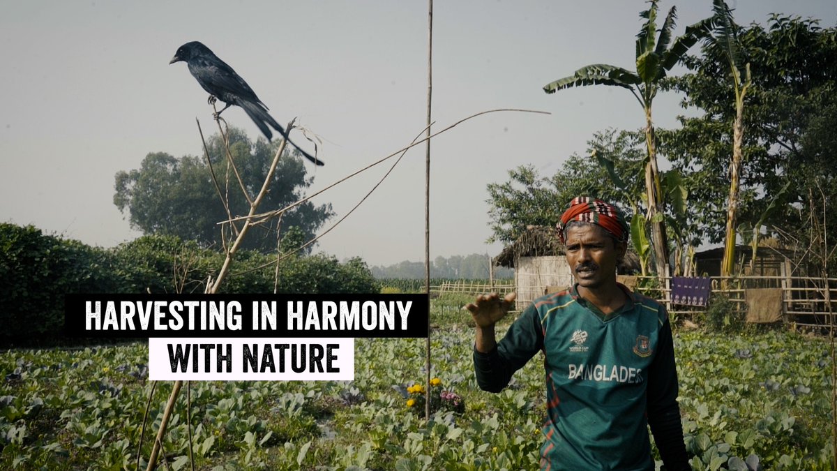 BRACworld's tweet image. From insects to birds, can harvests and nature thrive together? A farm in Manikganj is showing the way. 
Watch now 👉youtu.be/YMnBM7QfHQE?si…
#COP30 #ClimateContentNetwork