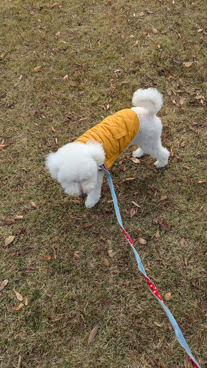 いっぬ様 イヌカワ (@inukawatama) / Posts / X