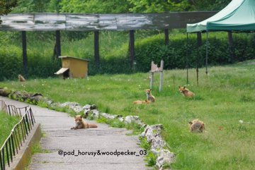 Fox (@hourlyfox) on Twitter photo 