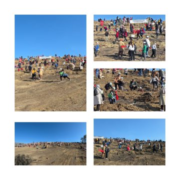 First image shows a line of adults in formal and casual attire standing in front of a banner that reads Bolu İl Millî Eğitim Müdürlüğü on a dirt area with mountains and trees in the background. Second image depicts a large crowd of people including children and adults gathered on a hillside with Turkish flags, a fire truck, and banners near pine trees and a dirt mound. Third image is a collage with panels showing groups of people on a dirt field, some holding flags, others planting trees, and a clear blue sky with mountains. Fourth image is another collage featuring close-ups of individuals including a man in a suit and woman in red jacket planting saplings with shovels and watering cans on a dirt plot surrounded by trees and a crowd in the distance.