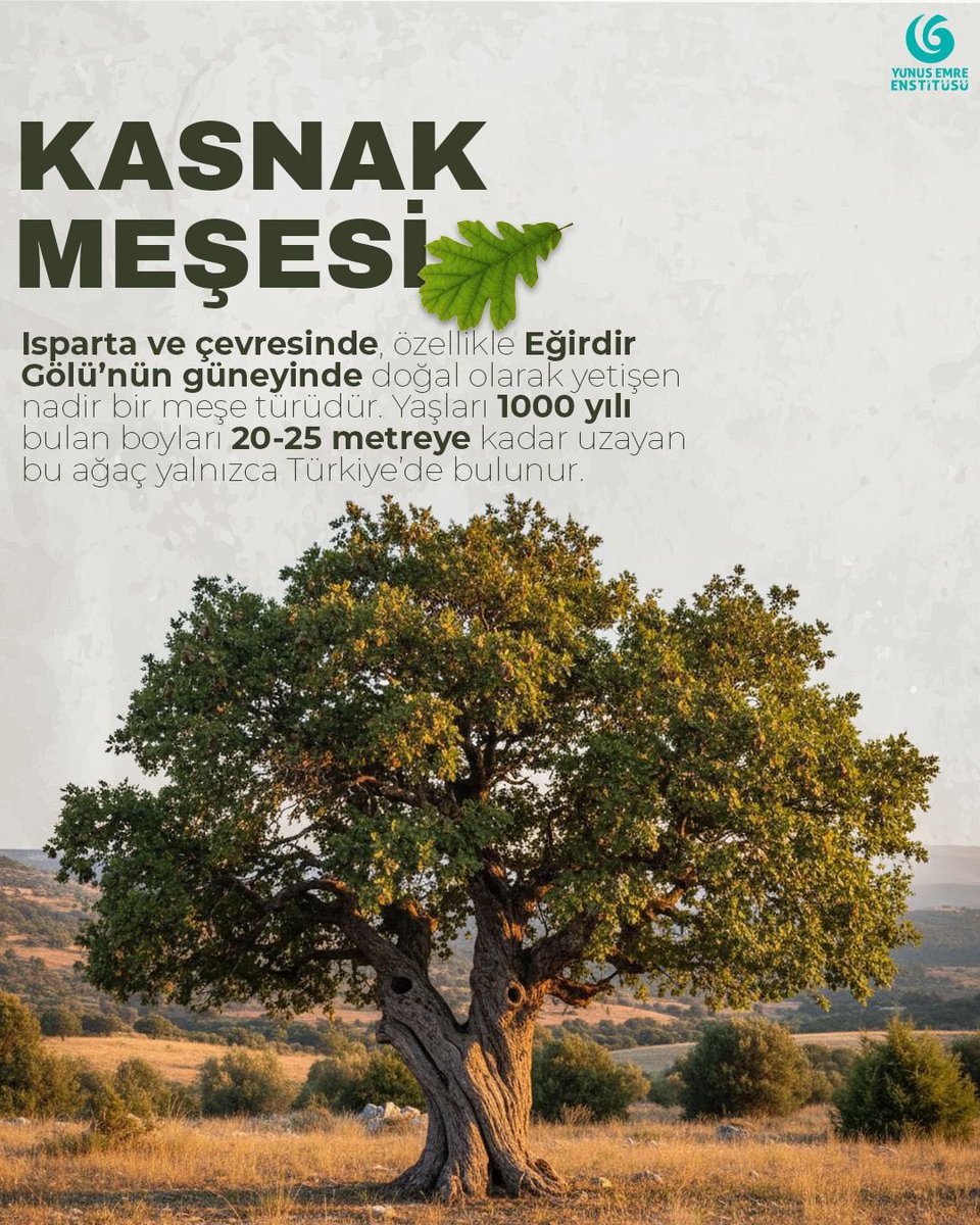 yeeorgtr's tweet photo. Her ağaç bir nefes, her kök bir hikâye! 🍃
11 Kasım Millî Ağaçlandırma Günü kutlu olsun.🌳 

#MilliAğaçlandırmaGünü #YunusEmreEnstitüsü https://t.co/bkP0KBeDqe