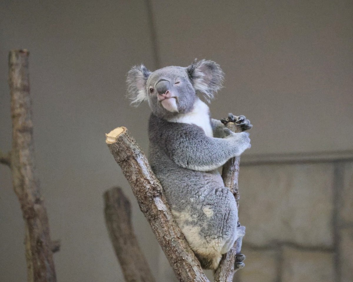 コアラ　他の方はご遠慮願います コアラの愛称投票 ｜イベントカレンダー｜東山動植物園