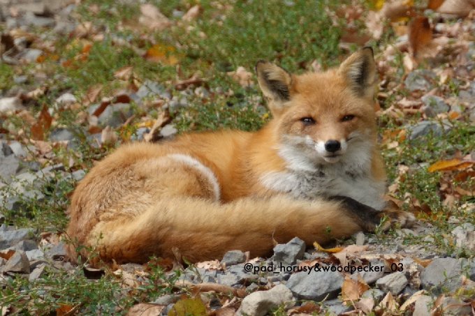 Fox (@hourlyfox) on Twitter photo 